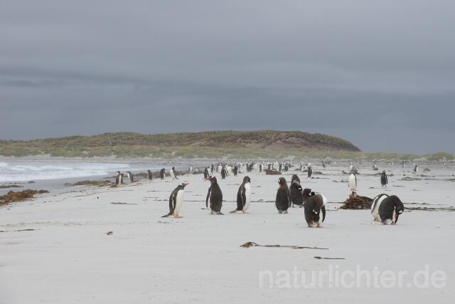 W11901 Falklandinseln - Peter Wächtershäuser