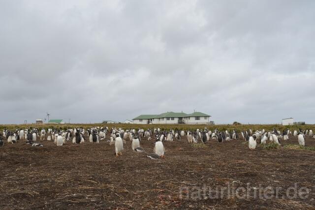 W11905 Falklandinseln - Peter Wächtershäuser