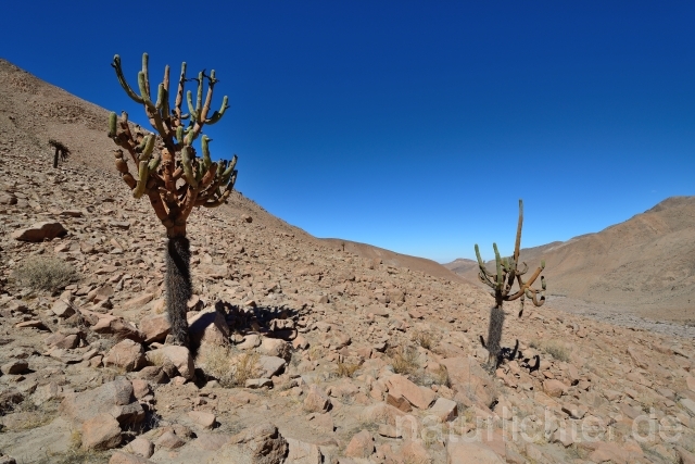 W12642 Atacama-Wüste,Chile - Peter Wächtershäuser