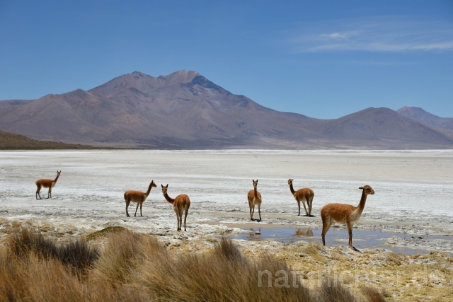 W12663 Salar de Surire,Chile - Peter Wächtershäuser