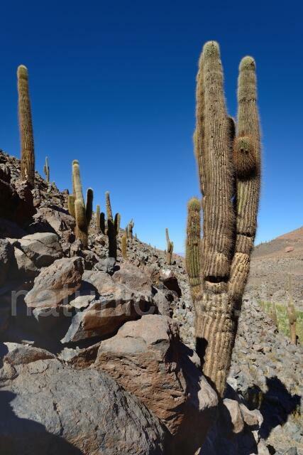 W12700 Echinopsis atacamensis,Atacama-Wüste - Peter Wächtershäuser