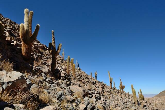 W12701 Atacama-Wüste,Chile - Peter Wächtershäuser