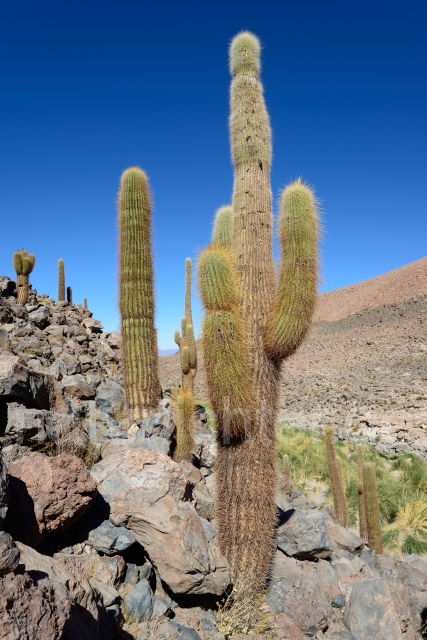 W12703 Echinopsis atacamensis,Atacama-Wüste - Peter Wächtershäuser