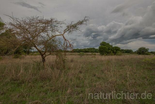 W20531 Sambia,Zambia,Kasanka Nationalpark - Peter Wächtershäuser