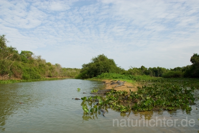 W2508  Pantanal - Peter Wächtershäuser