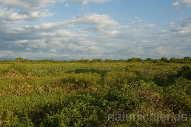 W2519 Pantanal - Peter Wächtershäuser