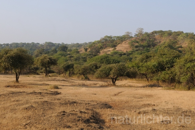 W7362 Gir Forest National Park - Peter Wächtershäuser