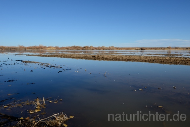 W9280 Bosque del Apache - Peter Wächtershäuser