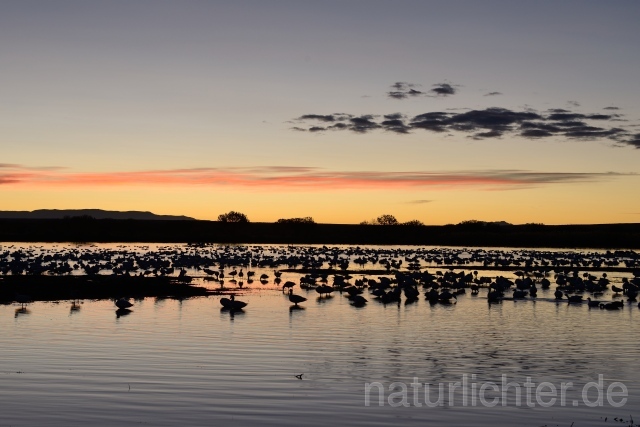 W9283 Bosque del Apache - Peter Wächtershäuser