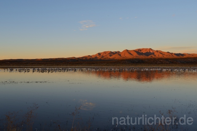 W9284 Bosque del Apache - Peter Wächtershäuser