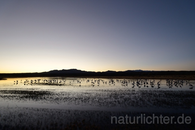 W9286 Bosque del Apache - Peter Wächtershäuser