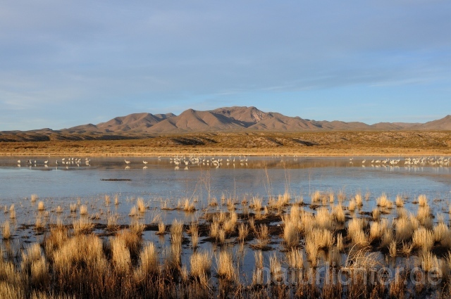 W9290 Bosque del Apache - Peter Wächtershäuser