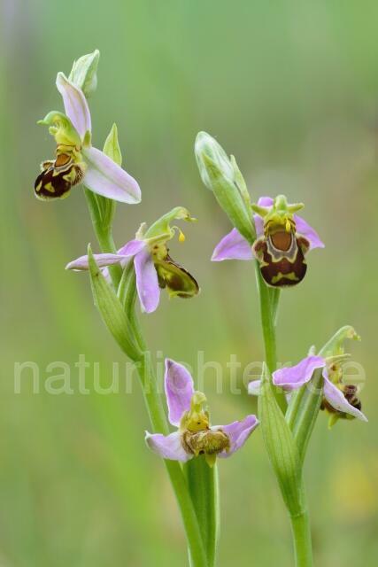 W12055 Bienen-Ragwurz,Ophrys apifera - Peter Wächtershäuser