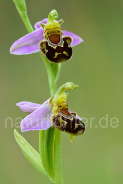 W12056 Bienen-Ragwurz,Ophrys apifera