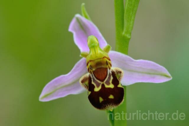 W12058 Bienen-Ragwurz,Ophrys apifera