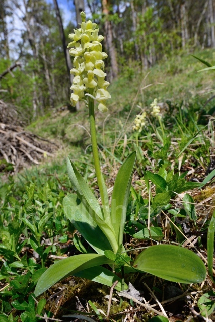 W12067 Blasse Knabenkraut,Orchis pallens - Peter Wächtershäuser