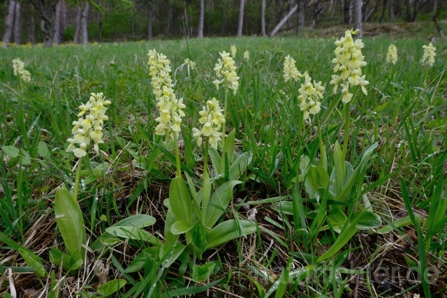 W12068 Blasse Knabenkraut,Orchis pallens - Peter Wächtershäuser