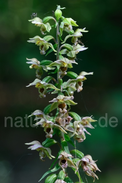 W12081 Breitblättrige Stendelwurz,Epipactis helleborine - Peter Wächtershäuser