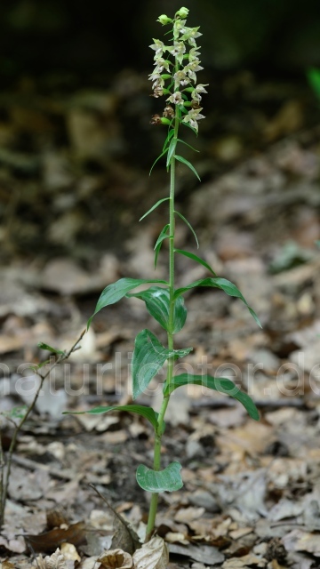 W12082 Breitblättrige Stendelwurz,Epipactis helleborine - Peter Wächtershäuser