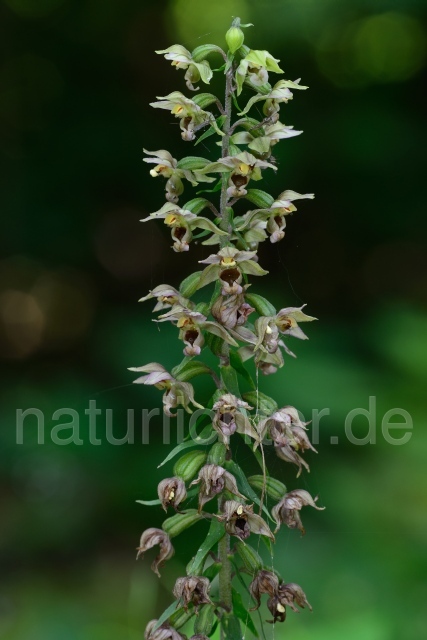 W12084 Breitblättrige Stendelwurz,Epipactis helleborine - Peter Wächtershäuser