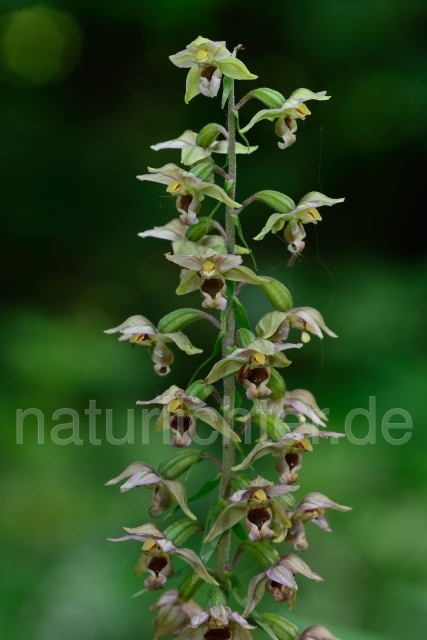 W12085 Breitblättrige Stendelwurz,Epipactis helleborine - Peter Wächtershäuser