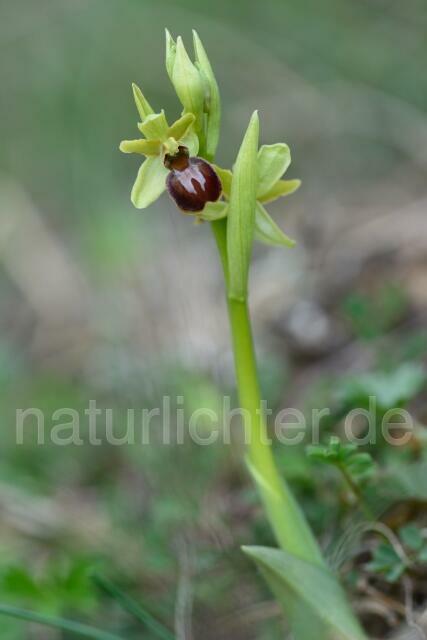 W12162 Kleine Spinnen-Ragwurz,Ophrys araneola - Peter Wächtershäuser
