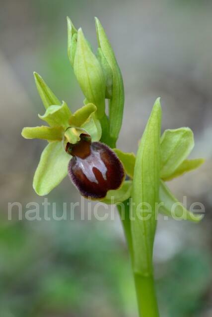 W12163 Kleine Spinnen-Ragwurz,Ophrys araneola - Peter Wächtershäuser