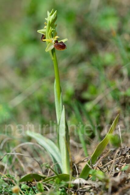 W12164 Kleine Spinnen-Ragwurz,Ophrys araneola - Peter Wächtershäuser