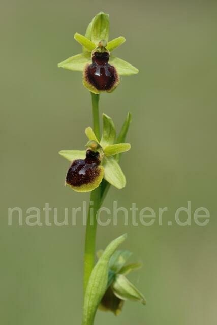 W12165 Kleine Spinnen-Ragwurz,Ophrys araneola - Peter Wächtershäuser