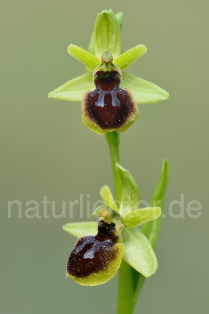 W12166 Kleine Spinnen-Ragwurz,Ophrys araneola - Peter Wächtershäuser