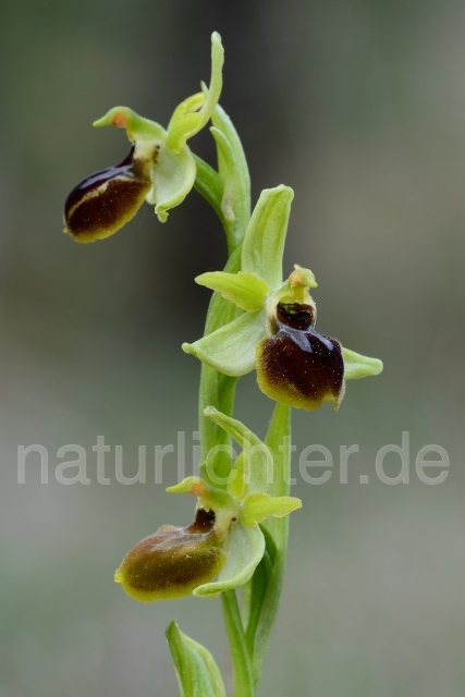 W12167 Kleine Spinnen-Ragwurz,Ophrys araneola - Peter Wächtershäuser
