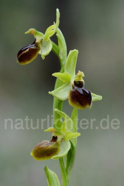 W12167 Kleine Spinnen-Ragwurz,Ophrys araneola - Peter Wächtershäuser