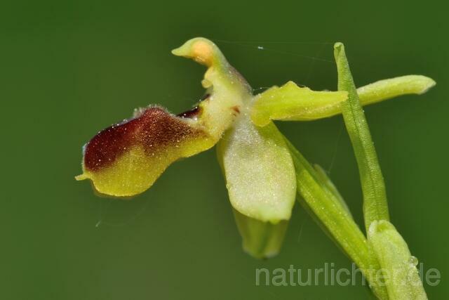 W12168 Kleine Spinnen-Ragwurz,Ophrys araneola - Peter Wächtershäuser