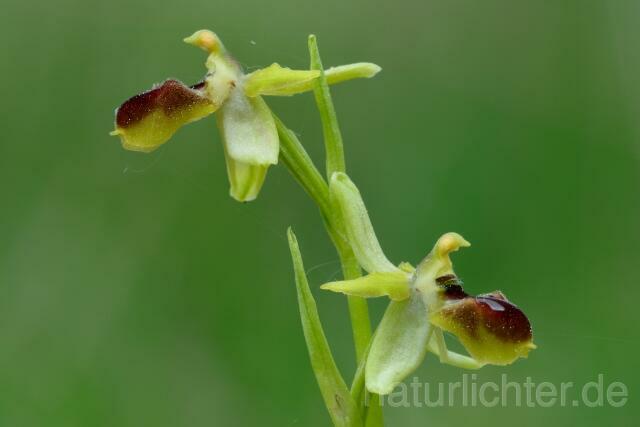 W12169 Kleine Spinnen-Ragwurz,Ophrys araneola - Peter Wächtershäuser