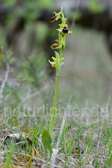 W12170 Kleine Spinnen-Ragwurz,Ophrys araneola - Peter Wächtershäuser