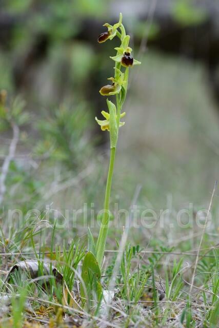 W12170 Kleine Spinnen-Ragwurz,Ophrys araneola - Peter Wächtershäuser