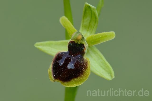 W12171 Kleine Spinnen-Ragwurz,Ophrys araneola - Peter Wächtershäuser