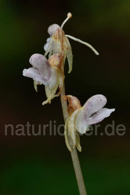 W12227  Blattloser Widerbart,Epipogium aphyllum - Peter Wächtershäuser