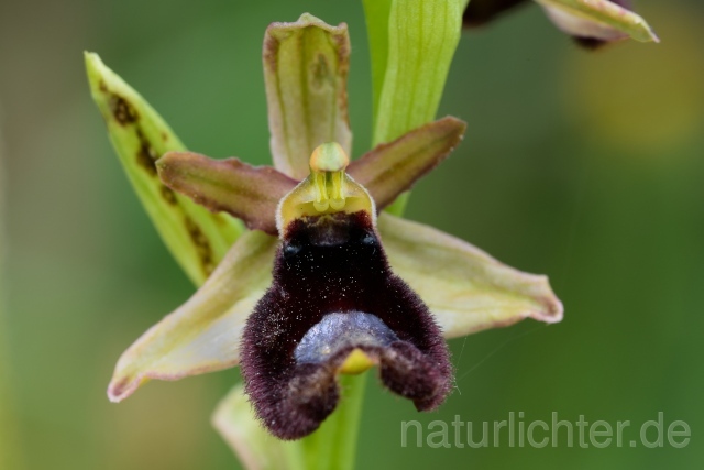 W12389 Bertolonii-änliche Ragwurz,Ophrys bertoloiiformis - Peter Wächtershäuser