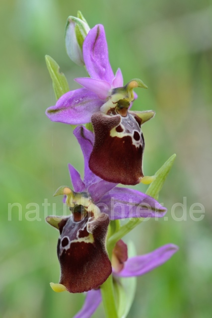 W12392 Apulische Ragwurz,Ophrys apulica - Peter Wächtershäuser