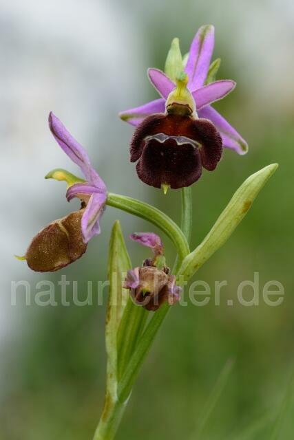 W12402 Brillen-Ragwurz,Ophrys biscutella - Peter Wächtershäuser