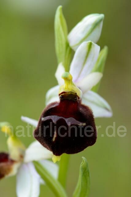 W12403 Brillen-Ragwurz,Ophrys biscutella - Peter Wächtershäuser