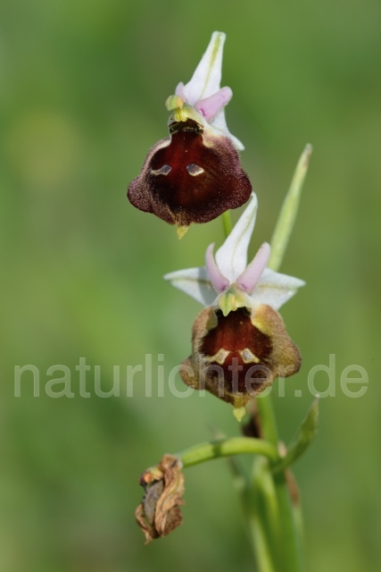 W12404 Brillen-Ragwurz,Ophrys biscutella - Peter Wächtershäuser
