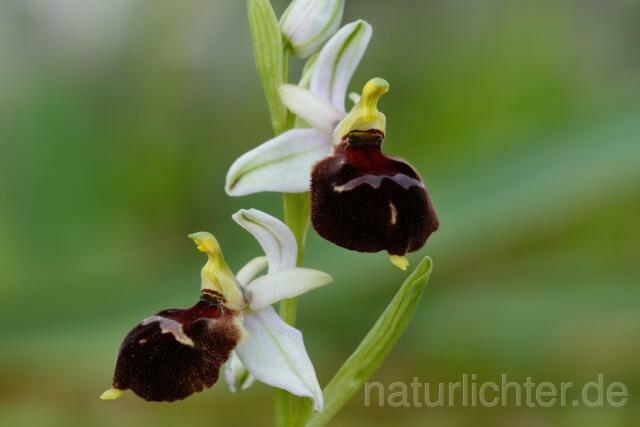 W12407 Brillen-Ragwurz,Ophrys biscutella - Peter Wächtershäuser