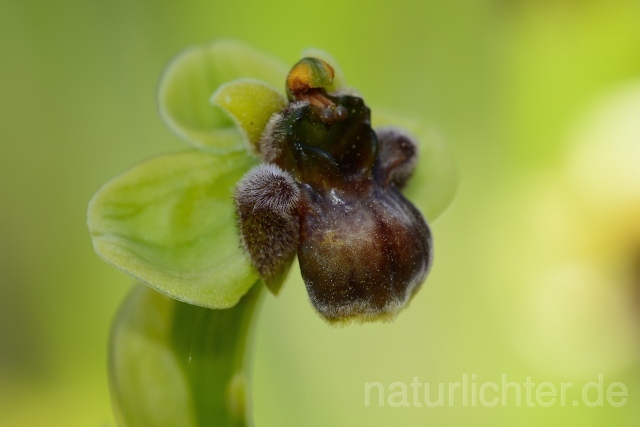 W12408 Drohnen-Ragwurz,Ophrys bombyliflora - Peter Wächtershäuser