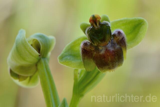 W12410 Drohnen-Ragwurz,Ophrys bombyliflora - Peter Wächtershäuser