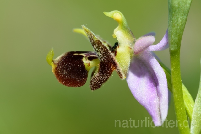 W12414 Ophrys oestrifera subsp.montis-gargani - Peter Wächtershäuser