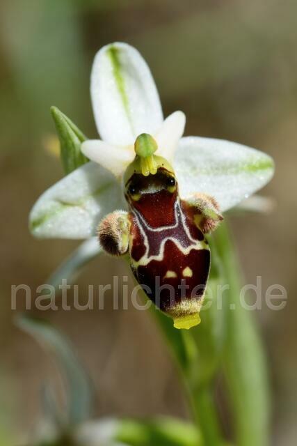 W12416 Ophrys oestrifera subsp.montis-gargani - Peter Wächtershäuser