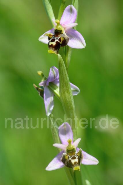 W12417 Ophrys oestrifera subsp.montis-gargani - Peter Wächtershäuser