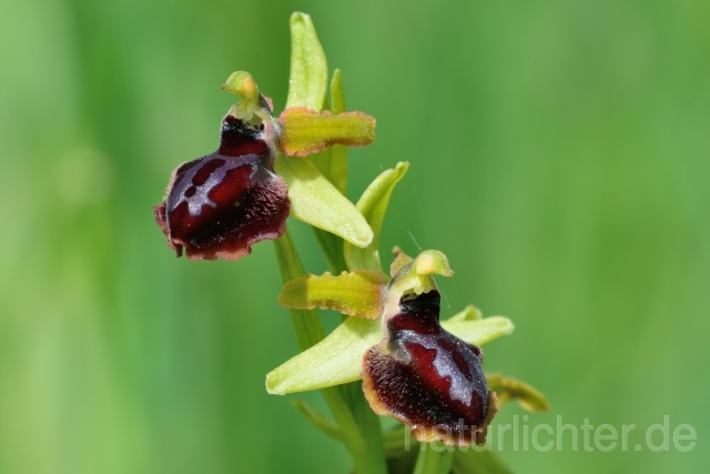 W12418 Gargano Ragwurz,Ophrys passionis - Peter Wächtershäuser
